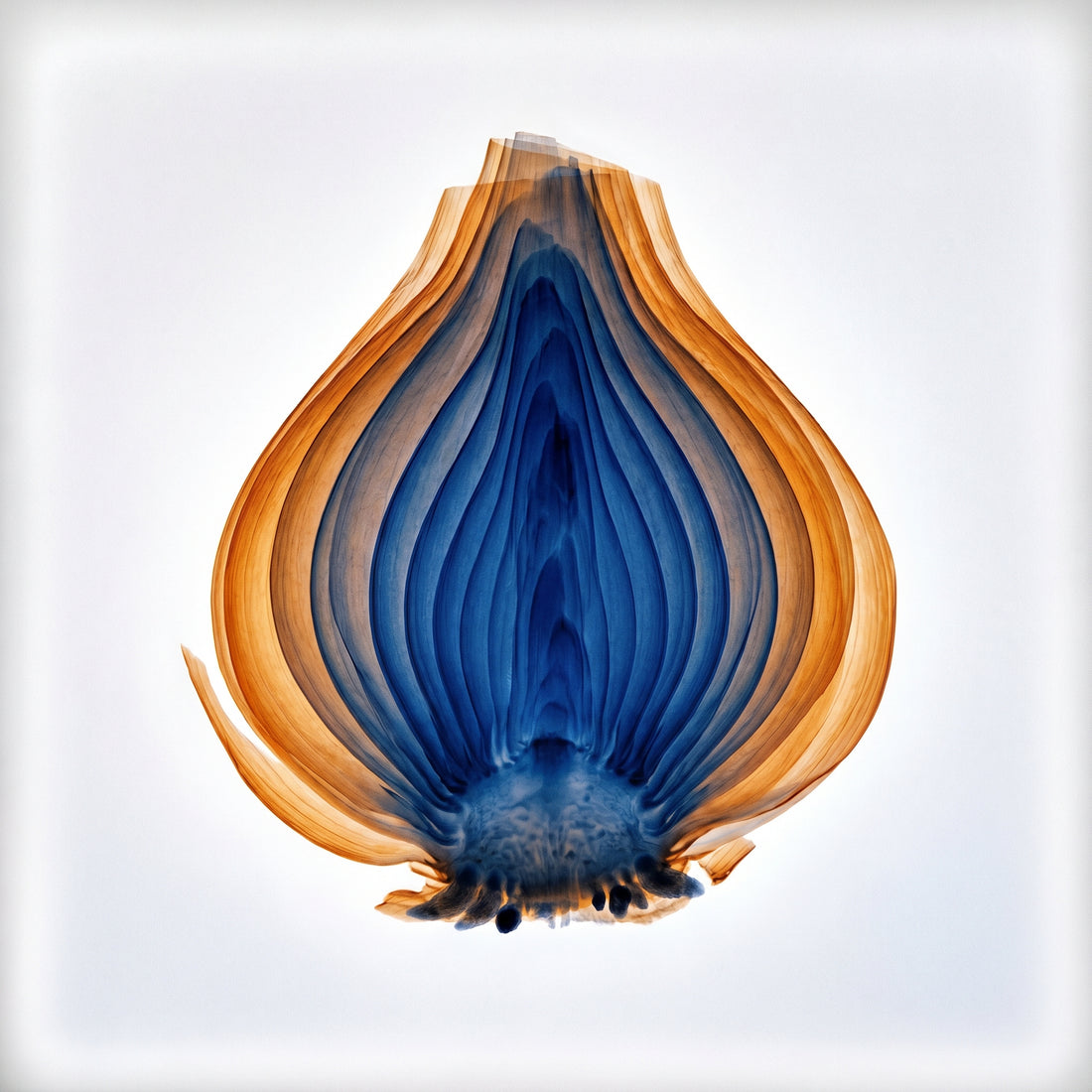 X-ray lightbox image of a Dutch tulip bulb showing amber-orange outer scales and cobalt blue internal concentric structure