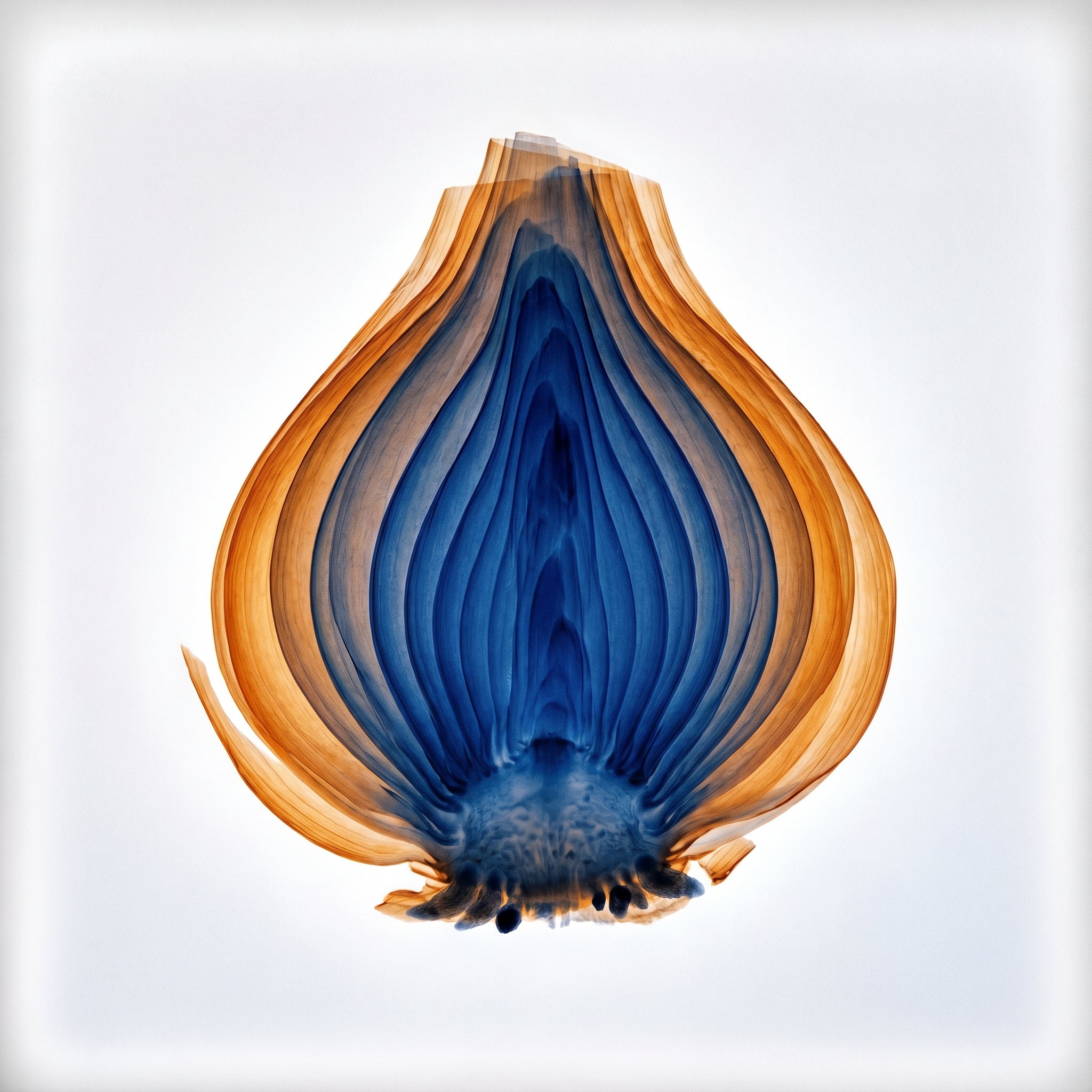 X-ray lightbox image of a Dutch tulip bulb showing amber-orange outer scales and cobalt blue internal concentric structure