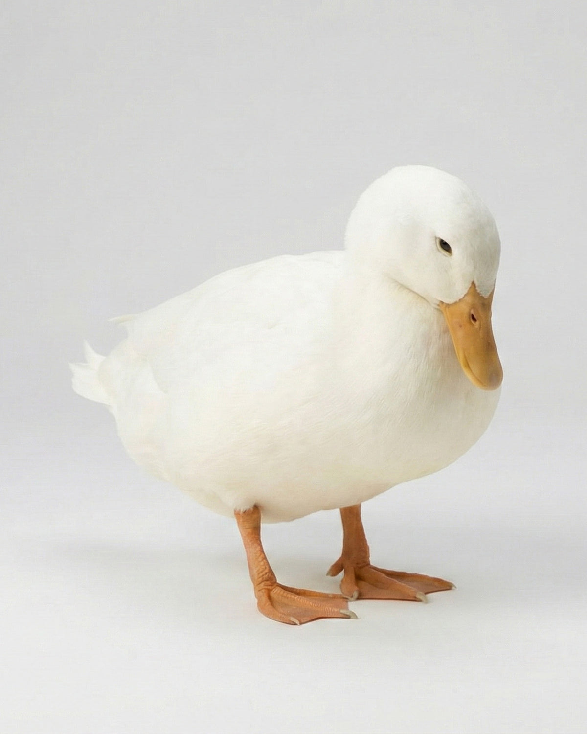Duck In French About – Canard
